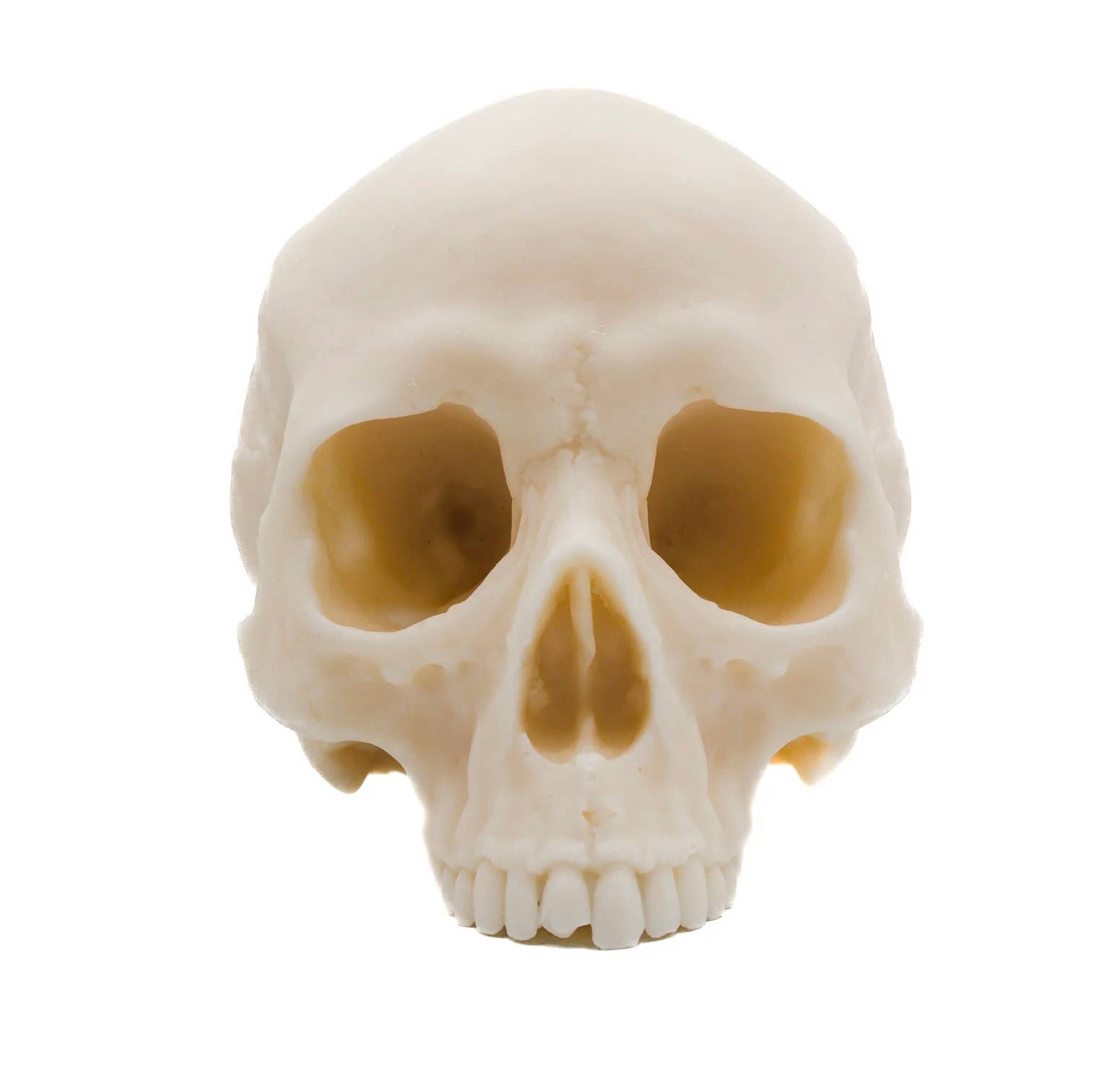 Human Half Skull | Pillar