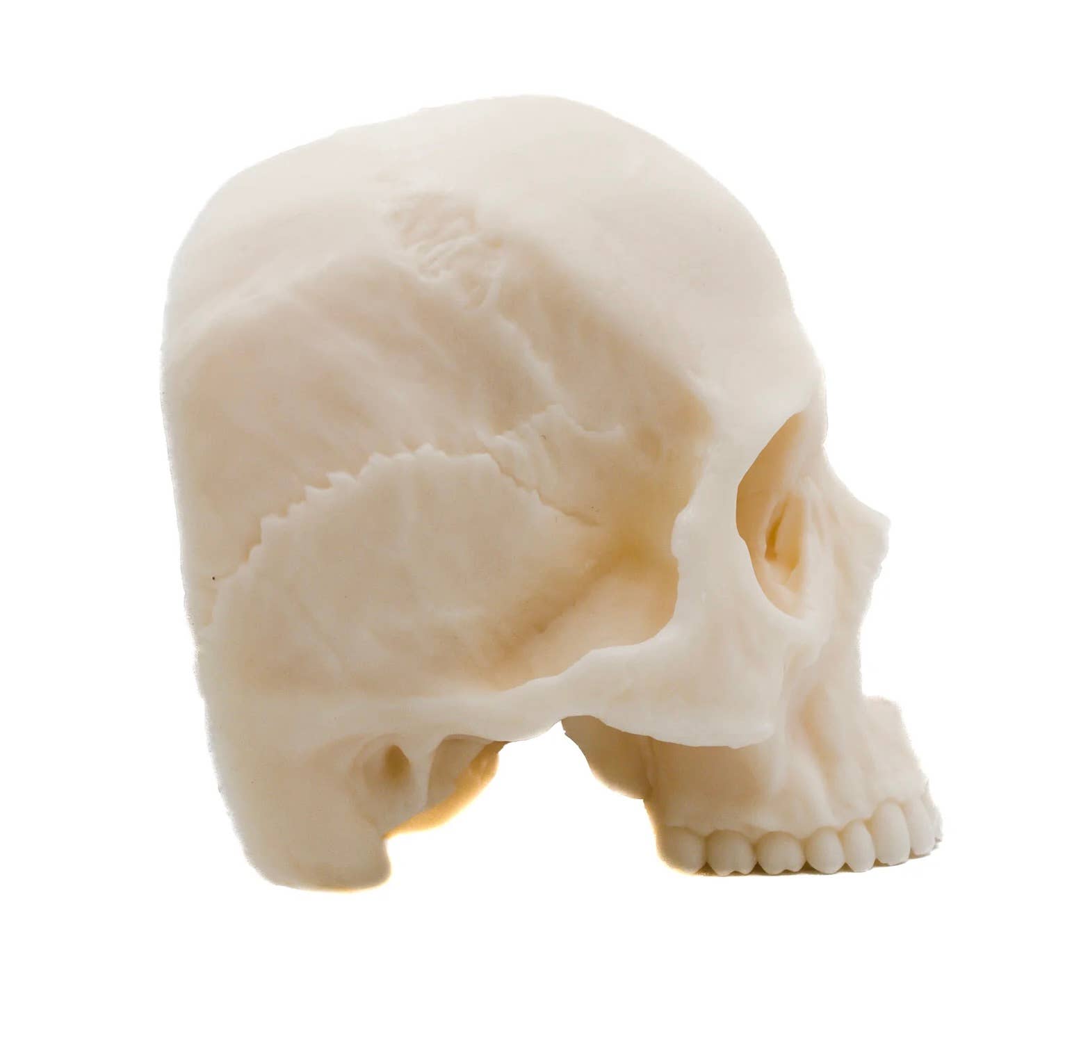 Human Half Skull | Pillar