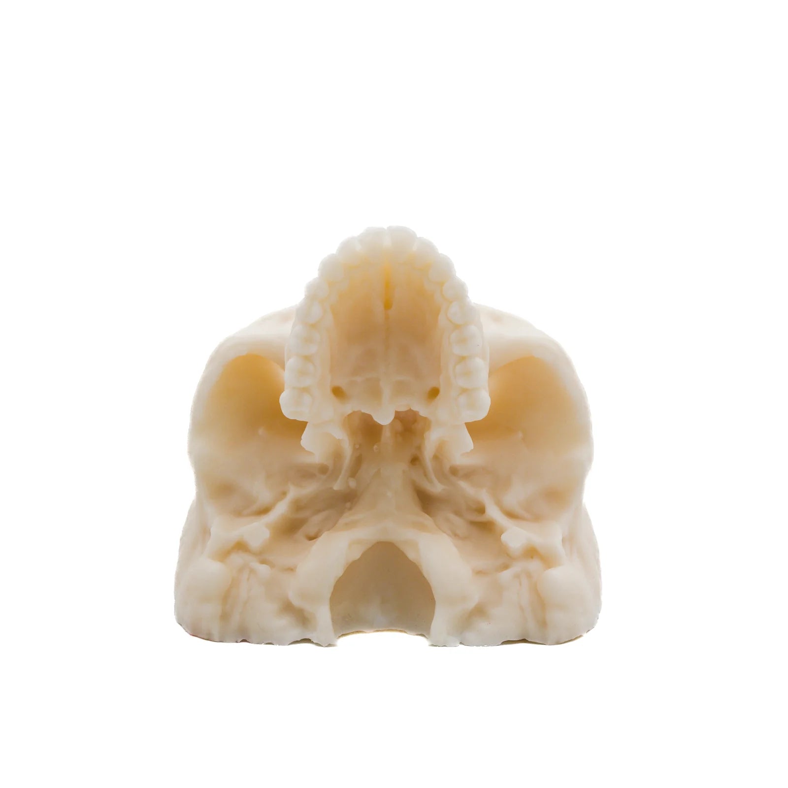 Human Half Skull | Pillar