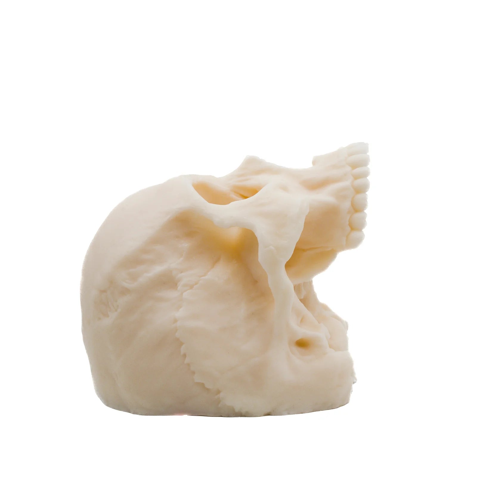Human Half Skull | Pillar